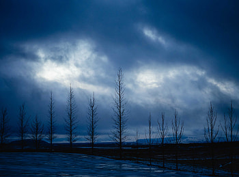 Nature, Trees, Sky, Night, Branches HD wallpaper