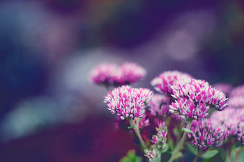 Flower, Macro, Blur, Smooth HD wallpaper