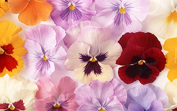 PANSIES, PETALS, FLOWERS, NATURE, COLORS HD wallpaper