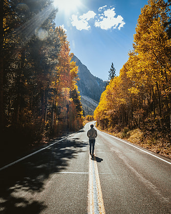 Nature, Autumn, Road, Stroll, Human, Person, Loneliness, Sunlight HD phone wallpaper