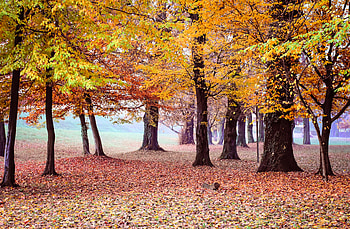 Nature, Trees, Autumn, Park, Foliage HD wallpaper