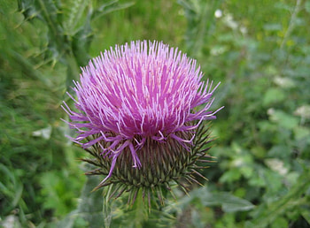 Burdock, flower, knife, saw, eagull, Ball HD wallpaper