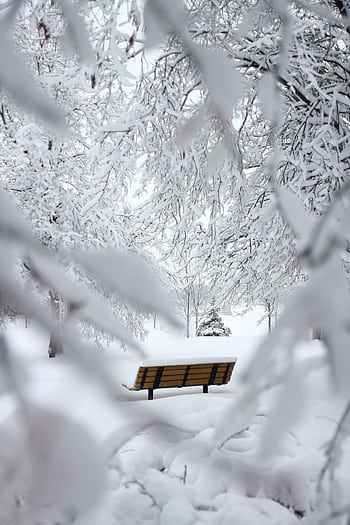 A tranquil winter scene featuring a bench surrounded by snow-covered trees in a serene forest. HD phone wallpaper