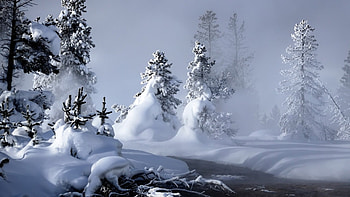 mystic winter, mist, winter, trees, stream HD wallpaper