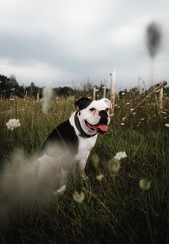 Animals, Grass, Pet, Protruding Tongue, Tongue Stuck Out, Bulldog HD phone wallpaper