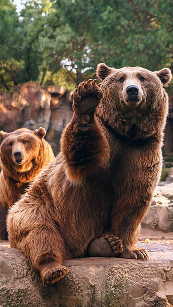 Animal bear, Mobile , Wildlife graphy, Nature HD phone wallpaper