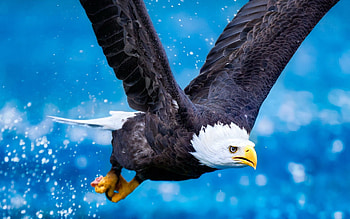 Animals, Sky, Predator, Flight, Eagle, Wave, Sweep HD wallpaper