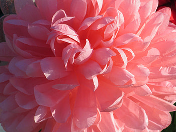 Middling Pink, pink, flowers, plants, flora HD wallpaper