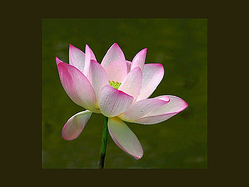 Beautiful Flower, cool, beautiful, , flower HD wallpaper