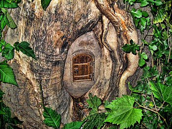 Mysterious Little Door, leaves, door, trunk, tree HD wallpaper