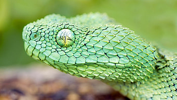 Atheris chlorechis, Snakes HD wallpaper