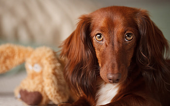 Animals, Dogs HD wallpaper