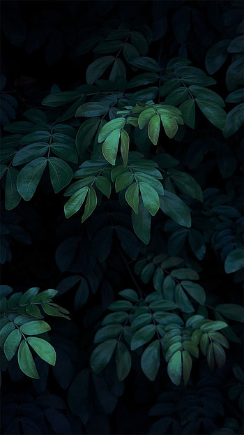 6 & 6S. Dark green aesthetic, 6s , Minimalist HD phone wallpaper