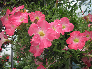 Flowers garden in greenhouse 81, pink, graphy, green, Flowers, garden, Petunias HD wallpaper