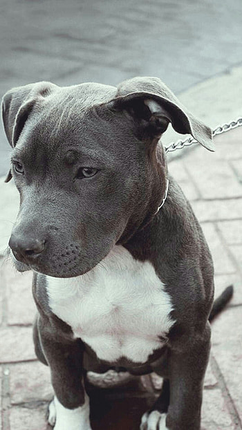 Pitbull Dog, Innocent Pitbull HD phone wallpaper