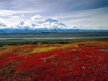 denali national park, magnificent, park HD wallpaper
