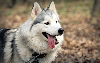 Animals, Dog, Muzzle, Language, Tongue, Tired HD wallpaper
