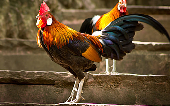 Chicken rooster hen , Feathered trio, Barnyard charm, Farmyard beauty HD wallpaper