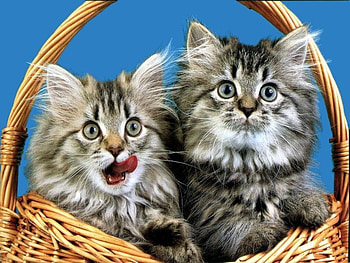 Sweet friends in basket, sweet, kitten, basket, couple, cat HD wallpaper