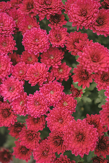 Flowers, Chrysanthemum, Plant, Bloom, Flowering HD phone wallpaper