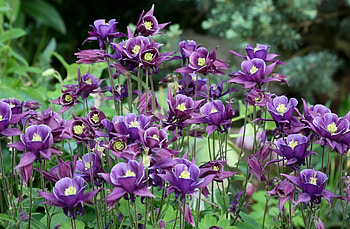 Flowers, Lilac, Blur, Smooth, Flower Bed, Flowerbed, Purple, Aquilegia HD wallpaper