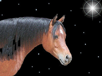 Bay Star, bay horses, arabians, space, sky, nature, stars, stallions HD wallpaper
