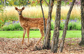 Cute Deer, Green, Nature, Animal, Trees HD wallpaper