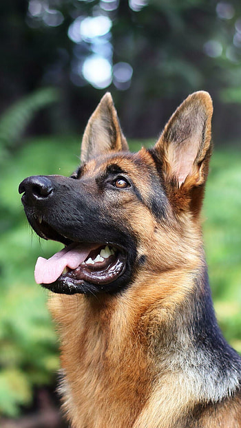 German Shepherd, Boxer , Beautiful mix breed HD phone wallpaper