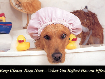 Why Me!, dog, cute, funny HD wallpaper