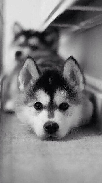 Baby Husky , Cute and cuddly, Heart-melting charm, Adorable innocence HD phone wallpaper