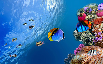 Graceful angelfish, Laptop screen, Vibrant , Marine life HD wallpaper