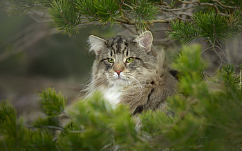 Norwegian Forest Cat, cat, Norwegia, forest, tree HD wallpaper
