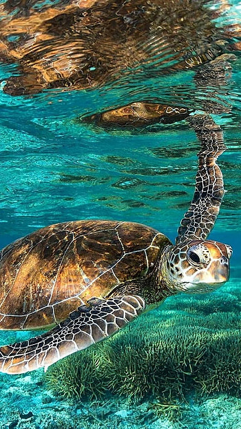 Turtle, Ocean HD phone wallpaper