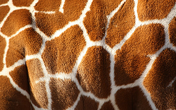 Texture, skin, pattern, brown, white, giraffe, orange HD wallpaper