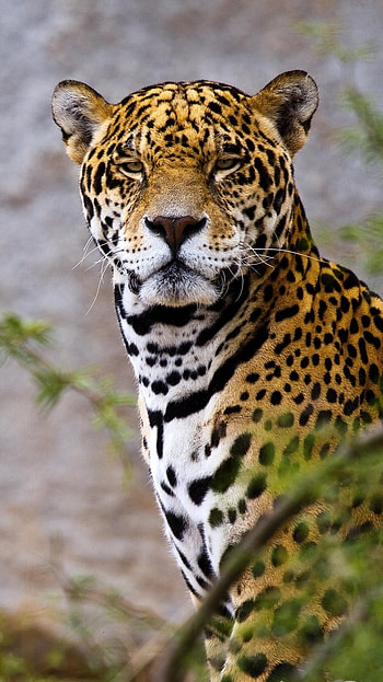 Animal, jaguar HD phone wallpaper