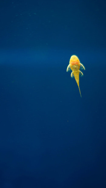 lg g3 quad fish HD phone wallpaper