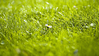 Nature, Grass, Summer, Flower HD wallpaper