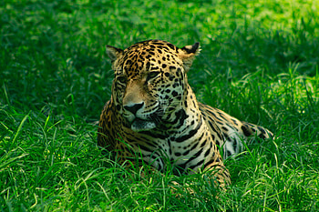 Animals, Grass, Leopard, Predator, Big Cat, Wild HD wallpaper