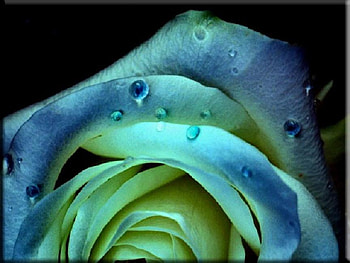sad rose, plants, soft, delecte, nice, rose, blossoms, bud, nature, flowers, blooms, lovely HD wallpaper