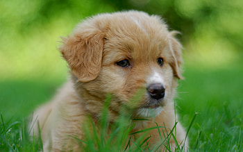 Puppy, dog, animal, cute HD wallpaper