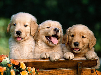 Animals, Dogs HD wallpaper