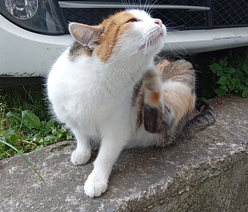 Lovely cat, Lovely, Sweet, Cats, Cute HD wallpaper