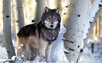 Animals, Trees, Snow, Wolf HD wallpaper