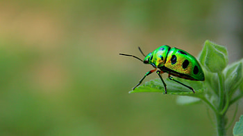 Beetle, Green beetle, Kde store, Animal HD wallpaper
