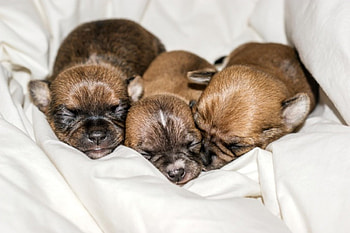 Dogs, dog, sweet, animal, cute, beautiful, puppys, puppy, pretty, animals, lovely HD wallpaper
