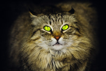 Green eyes, cat, feline, stare HD wallpaper
