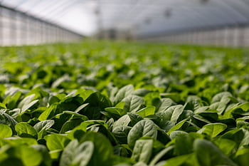 Close-up of vibrant green leaves in a greenhouse, showcasing lush, fresh growth. HD wallpaper