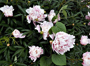 peonies, pink, flowers, green HD wallpaper