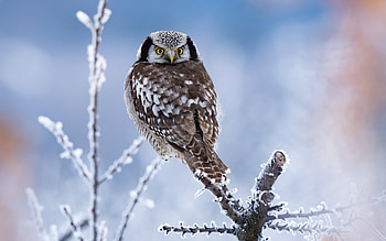 Hawk Owl, branch, animal, bird HD wallpaper