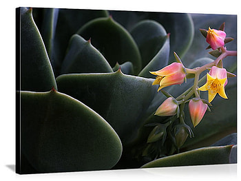 tiny bloom, bloom, macro, cactus, tiny HD wallpaper